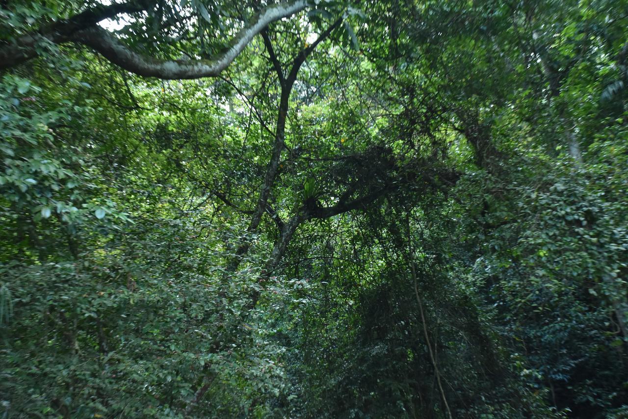 Sinharaja Kurulu Ella Eco Resort Deniyaya Dış mekan fotoğraf