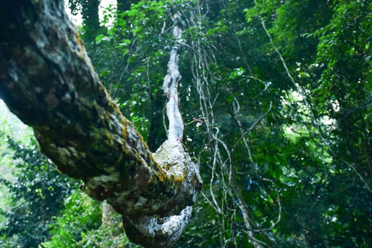 Sinharaja Kurulu Ella Eco Resort Deniyaya Dış mekan fotoğraf
